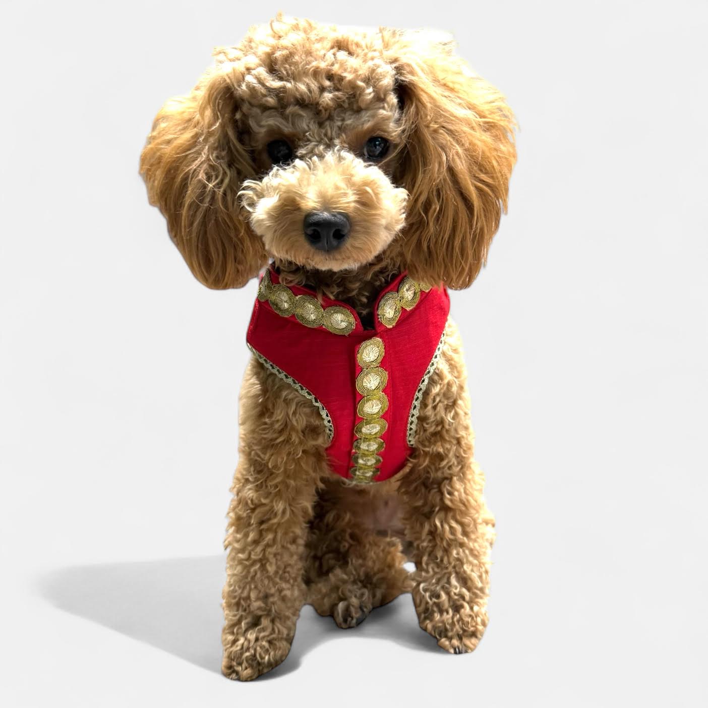 Choosing the Best Harness for Dog Comfort and Safety