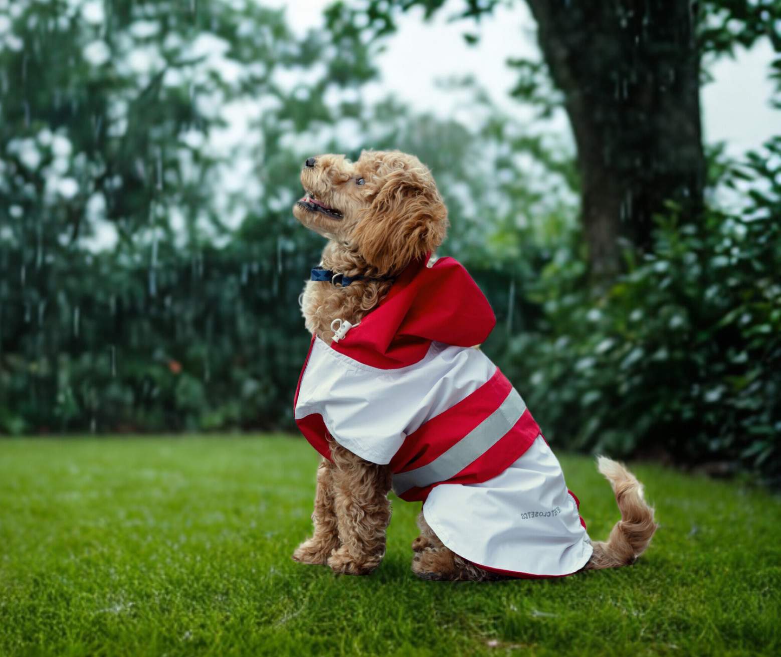 India’s weather is wild : Let’s keep our pets comfy through it all