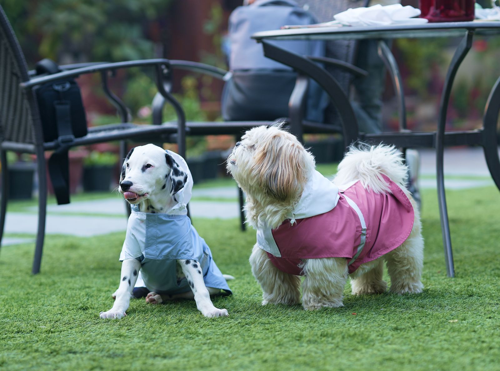 Paw Protection 101 – Why Your Pet Needs Shoes