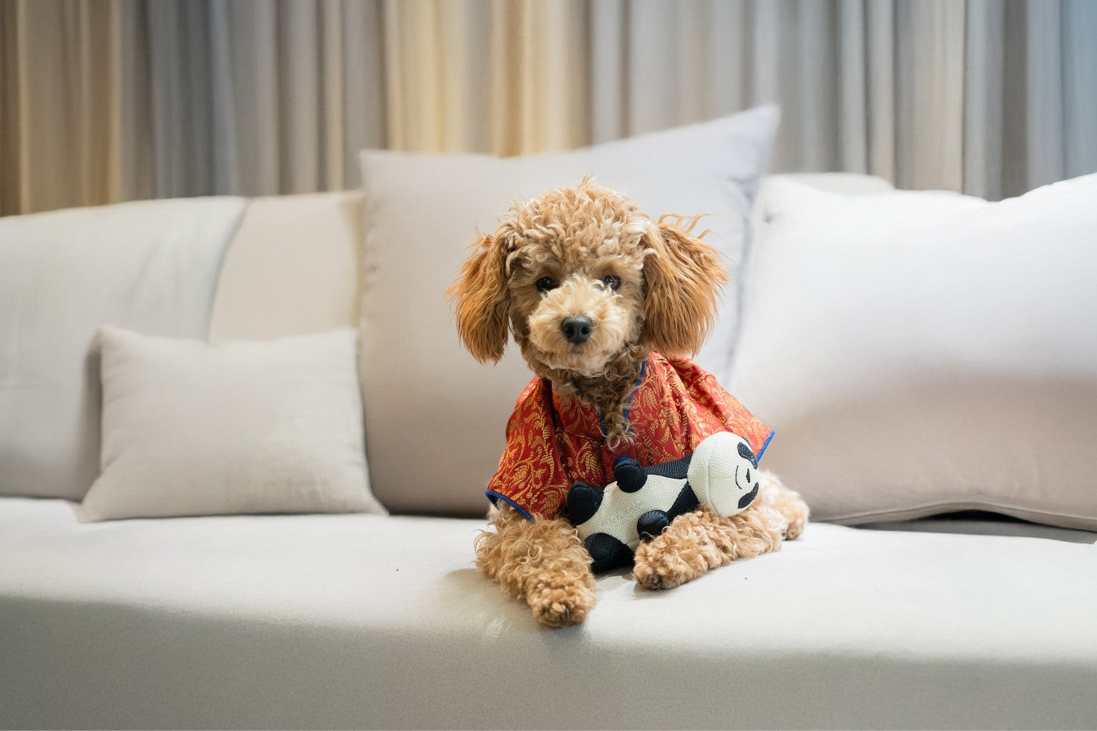 Festive Fits, Calm Pets – Styling for Diwali, Weddings & Parties Minus the Stress