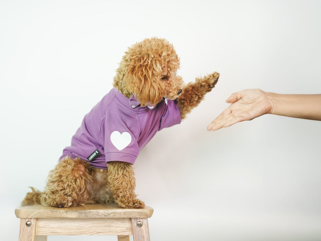 The Ultimate Guide to Choosing the Right Accessories for Your Pet