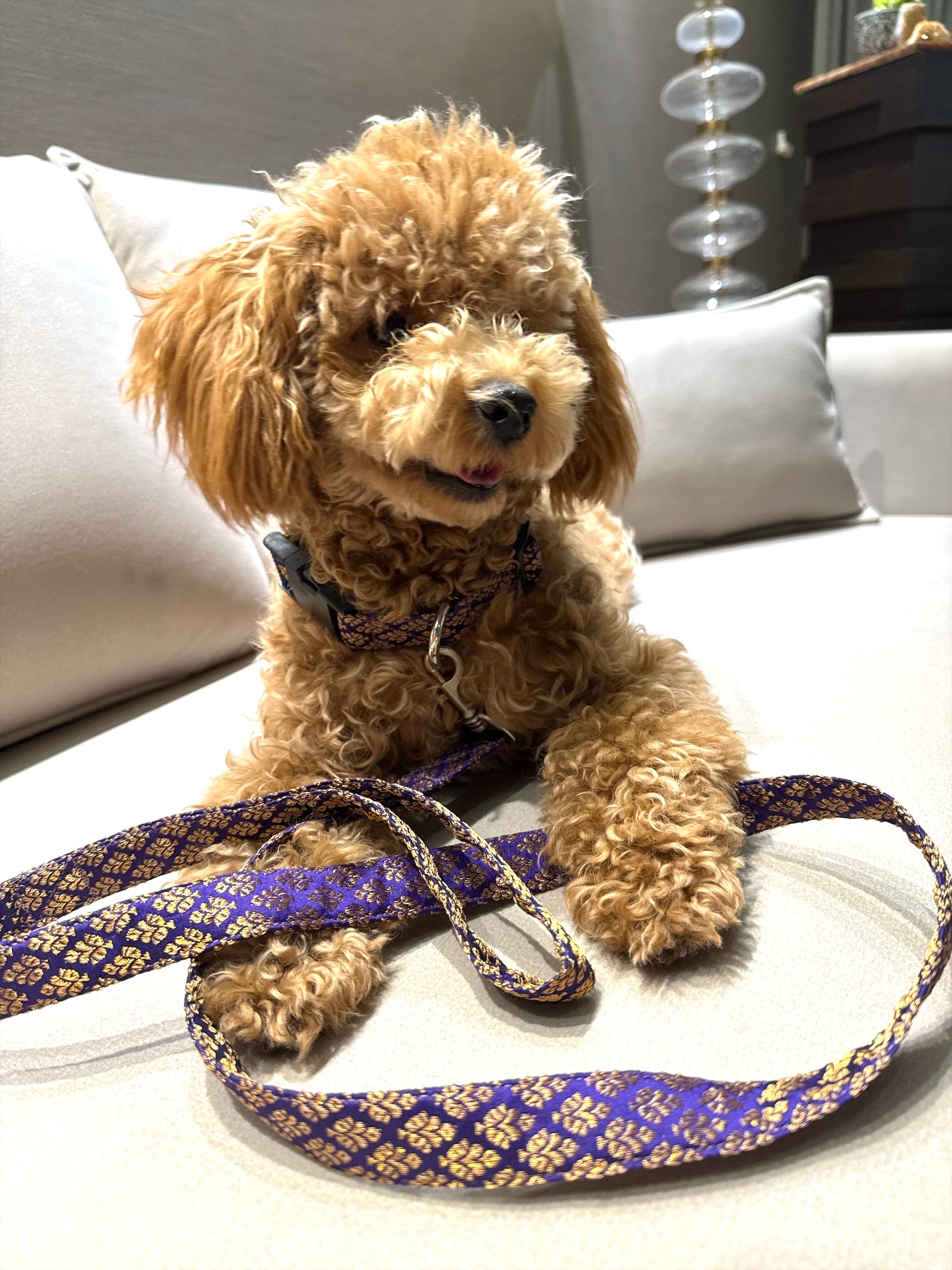 Coctail Purple Brocade Leash n Collar Set