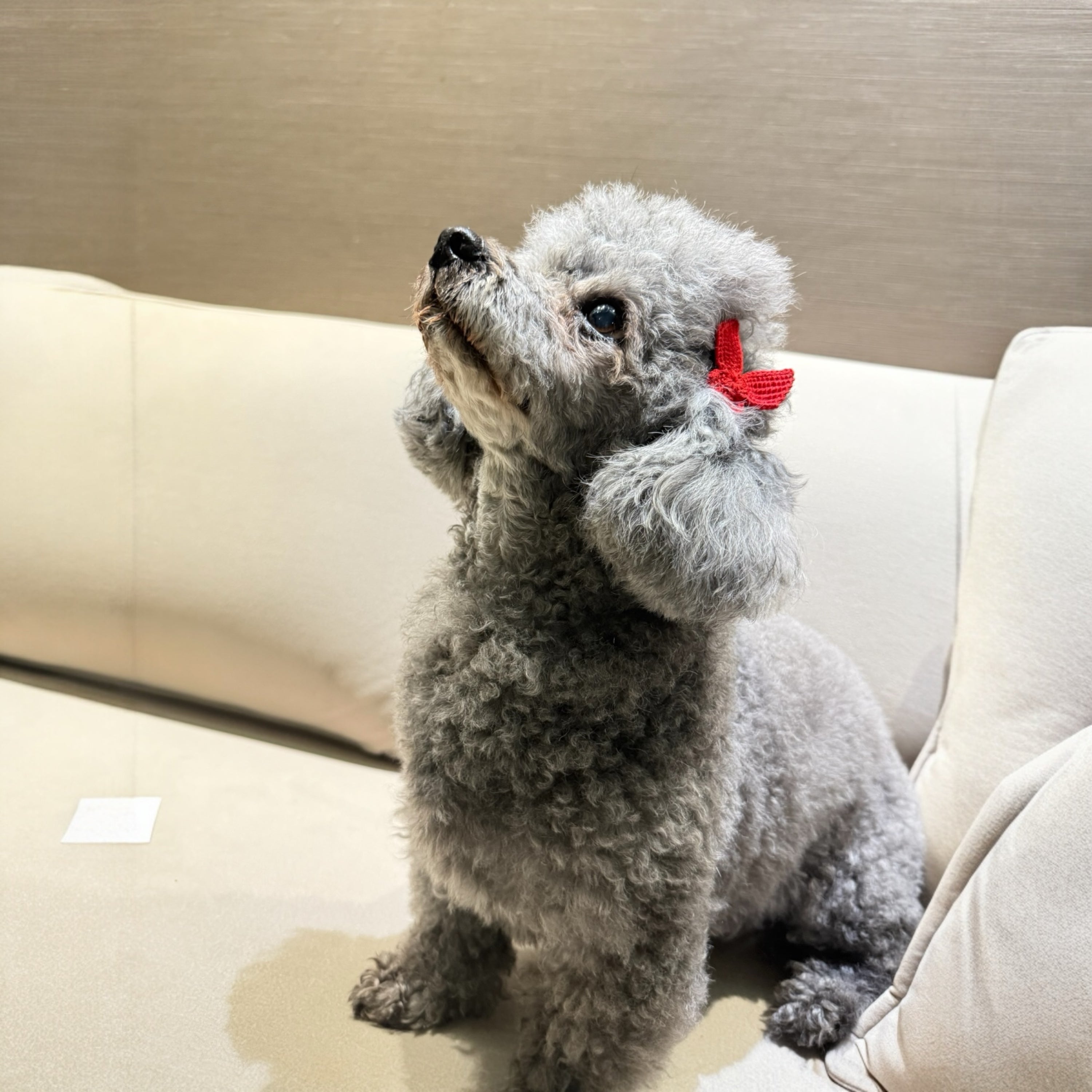 Butterfly In My Hair