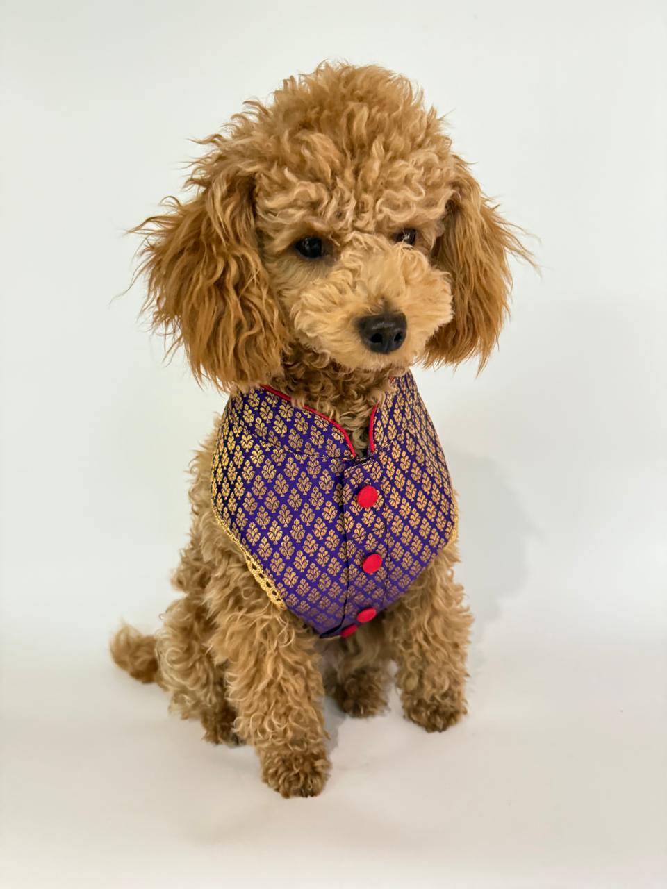 Cocktail Purple Brocade Harness with Leash