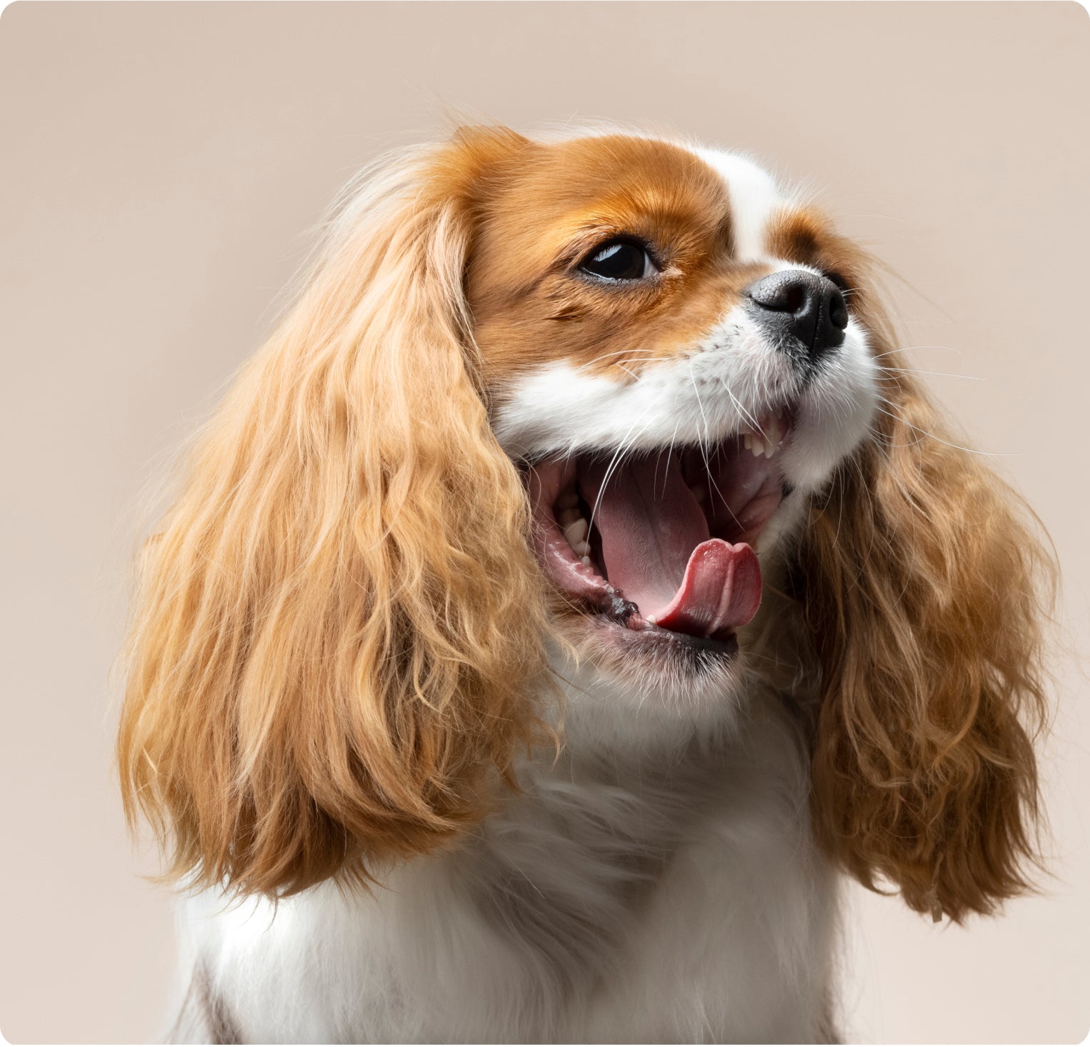 Dress Your Pet in Style & Comfort