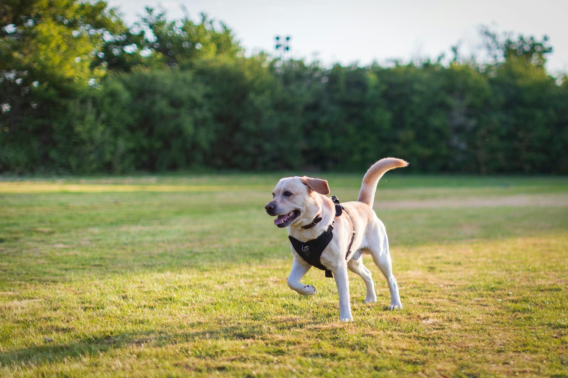 From Walks to Photoshoots – Must-Have Accessories for Every Pet