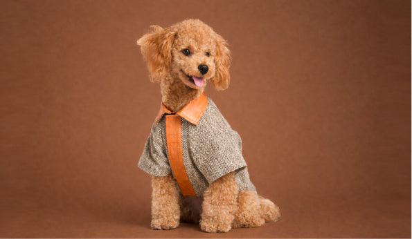 Jacket For Dogs