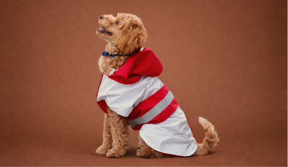 Dog Raincoat