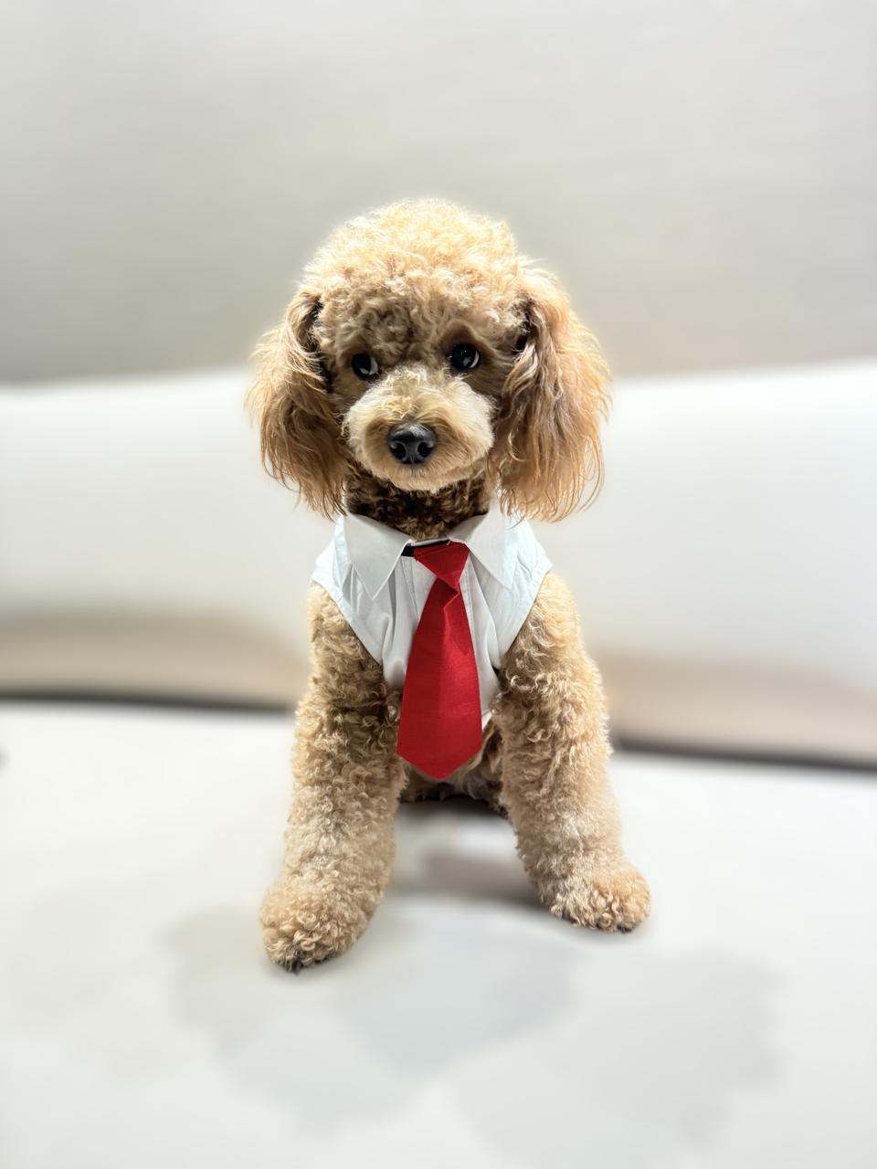 Happy Times Ginger Pin-Stripes