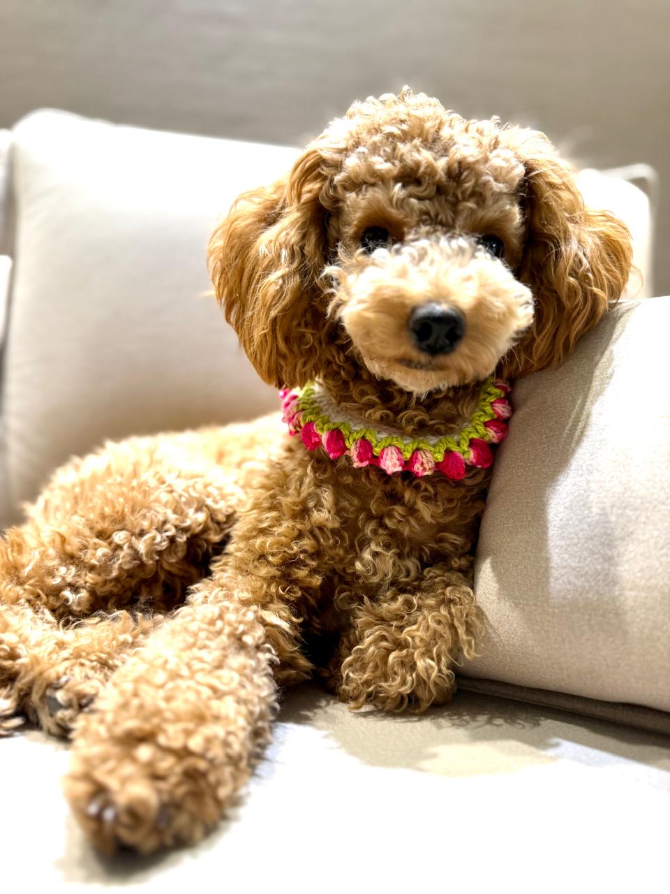Pink Rose Buds-Crochet Dog Collar