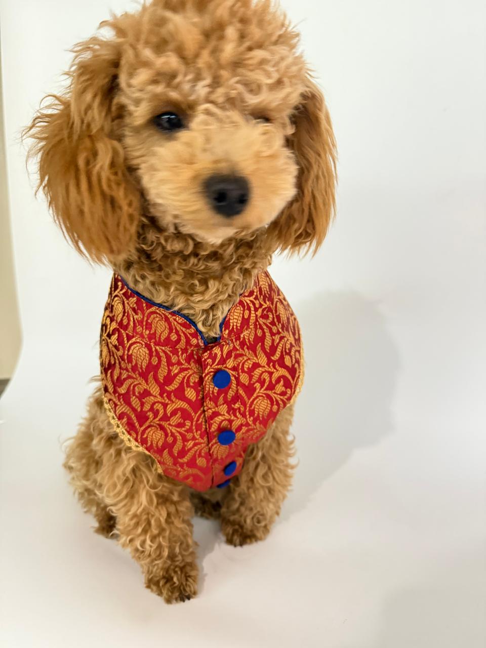 Wedding Red Brocade Harness with Leash